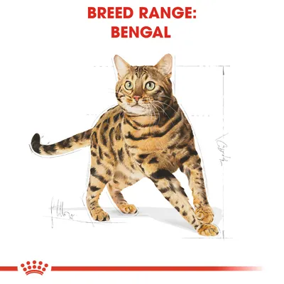 Illustration av en bengalkatt med texten 'BREED RANGE: BENGAL' ovanför. Skissade linjer visar kattens proportioner.