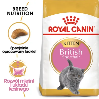 ROYAL CANIN Kitten British Shorthair, specjalnie opracowany krokiet, rozwój mięśni i układu kostnego. Opakowanie karmy z wizerunkiem kota brytyjskiego krótkowłosego.
