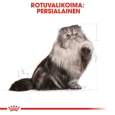 Rotuvalikoima: persialainen. Kuvassa pitkäkarvainen persialaiskissa, taustalla mittaviivoja. Alareunassa punainen kruunu-symboli.