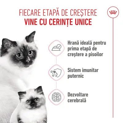 Grafică cu două pisici și trei puncte: Hrană ideală pentru prima fază de creștere, sistem imunitar puternic, dezvoltarea creierului. Text în română.