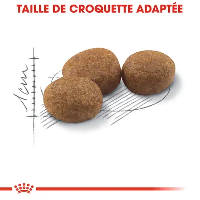 Taille de croquette adaptée, trois croquettes rondes montrées avec une échelle indiquant environ 1 cm de diamètre. Texte visible : TAILLE DE CROQUETTE ADAPTÉE.