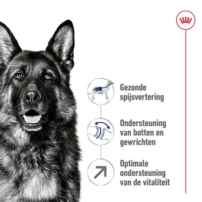 Gezonde spijsvertering, ondersteuning van botten en gewrichten, optimale ondersteuning van de vitaliteit – drie productkenmerken naast afbeelding van een Duitse herder.