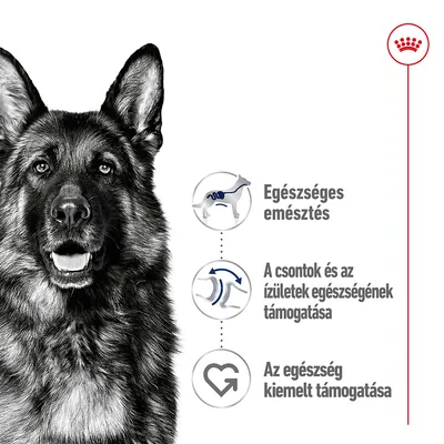 Egészséges emésztés, a csontok és ízületek egészségének támogatása, az egészség kiemelt támogatása – három ikon és német juhászkutya képe.