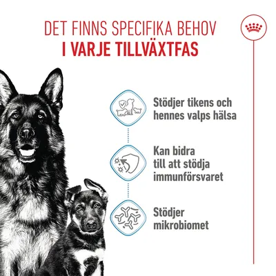 Royal Canin Maxi Starter Mother & Babydog - 15 kg