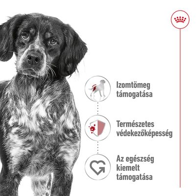 Izomtömeg támogatása, természetes védekezőképesség, az egészség kiemelt támogatása – három ikon és szöveg kutya mellett, Royal Canin korona embléma felül.