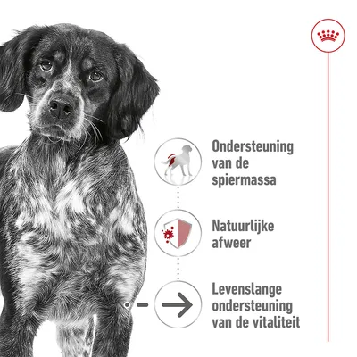 Ondersteuning van de spiermassa, natuurlijke afweer, levenslange ondersteuning van de vitaliteit. Royal Canin kroon symbool zichtbaar.