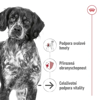 Podpora svalové hmoty, přirozená obranyschopnost, celoživotní podpora vitality – tři hlavní benefity zobrazené vedle psa. Vpravo nahoře značka Royal Canin.
