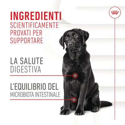 Ingredienti scientificamente provati per supportare la salute digestiva e l'equilibrio del microbiota intestinale. Immagine di un cane nero seduto.