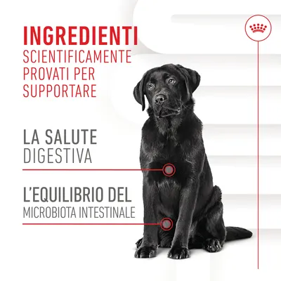 Ingredienti scientificamente provati per supportare la salute digestiva e l'equilibrio del microbiota intestinale. Immagine di un cane nero seduto.