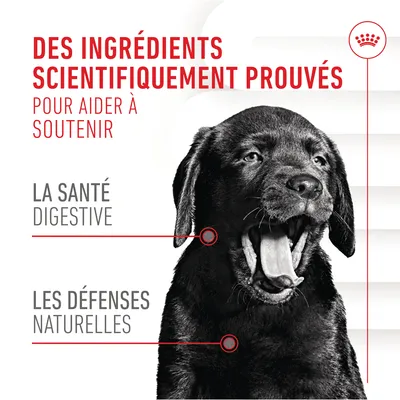 Texte : Des ingrédients scientifiquement prouvés pour aider à soutenir la santé digestive et les défenses naturelles. Image d’un chien noir. Texte en français (fr_BE).