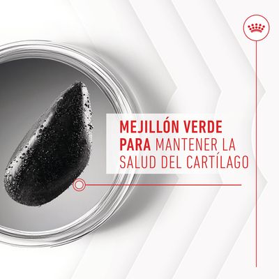 Mejillón verde para mantener la salud del cartílago