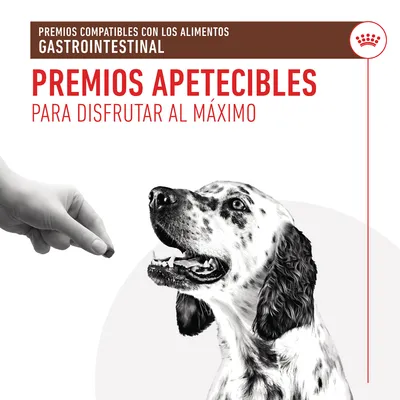 Premios compatibles con los alimentos gastrointestinal. Premios apetecibles para disfrutar al máximo. Imagen de una mano ofreciendo un premio a un perro blanco con manchas negras.