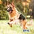 Logo Happy Dog. Pastore tedesco che salta su un prato alla luce del giorno.