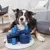 Hund leker med en blå intelligensleksak av plast med flera rörliga delar och nivåer.