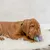 Chien couché sur un tapis blanc, collier vert visible, tenant un jouet violet entre ses pattes avant. Aucun emballage ou marque apparente.