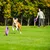 Dog playing with a purple throwing toy on a green lawn.