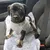 Hund mit grauem Strickpullover sitzt auf einer weichen, grauen Decke im Auto, angeschnallt mit einem schwarzen Sicherheitsgurt.