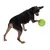 Hund mit schwarzem Geschirr spielt mit einem grünen Ball.