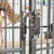 Gros plan sur la serrure métallique d'une cage à barreaux, perchoir en bois et accessoires visibles à l'intérieur.