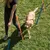 Hund läuft durch einen Agility-Parcours mit farbigen Stangen, begleitet von einer Person. Demonstration der Nutzung eines Trainingssets für Hunde.