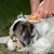 A hand brushes a dog's coat with a wooden brush. Demonstration of coat care with a grooming tool.