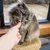 Person feeding a treat directly by hand to a long-haired cat, demonstrating hand-feeding method for pet treats or supplements.