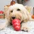 KONG Classic Rood
