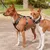 Zwei Hunde tragen schwarze Geschirre mit grauem Muster und Leinen, stehend auf einem Weg im Freien.