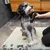 Hund wird mit einer elektrischen Schermaschine gepflegt, Fellreste auf Teppich sichtbar.