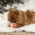 Small dog playing with a red-and-white striped ball toy with a rope on a white carpet. Small dog playing with a red-and-white striped ball toy with a rope on a white carpet.