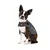 Small black and white dog wearing a grey ThunderShirt vest with visible ThunderShirt logo and patch reading 'ThunderShirt by ThunderWorks'. Dog is sitting facing forward.