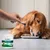Vet's Best Plaque & Tartar Dental Powder, 90g. Pulver wird mit einem blauen Messlöffel über Hundefutter gestreut. Zutaten aus der Natur, unterstützt die Zahnpflege.