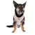 Hundesele i beige med synligt 'Nomad Tales' logo.