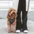 Dog with grey harness and lead, standing next to a person in black trousers and white shoes.