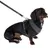 Dog with grey harness and matching fabric lead with herringbone pattern, gold carabiner visible.
