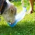 Hund trinkt aus einer tragbaren Wasserflasche mit integriertem Napf auf einer Wiese. Demonstration der Nutzung des Produkts für unterwegs.
