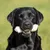 Dog holding a white rawhide bone chew in its mouth, demonstrating use of the chew product.