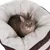 Braun-graue Katze liegt in einem runden, weissen Plüschbett mit braunen Aussenwänden.