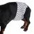 Dog wearing a grey and white striped nappy with zigzag pattern, suitable for incontinence or hygiene.