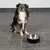 Hund sitzt neben einem schwarzen Futternapf aus Edelstahl auf grauem Fliesenboden.