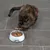 Katze liegt auf grauem Boden neben einem Futternapf mit Trocken- und Nassfutter.