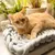 Chat roux allongé sur un panier tressé en tissu gris clair, posé près de plantes d’intérieur en pots.