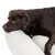 Brown dog lying relaxed on a white, fluffy cushion. Product shows comfort and use of the accessory.