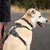 Dog with black harness and lead, suitable for walks. Harness features sturdy buckles and reflective stripes.