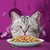 Cat with closed eyes behind a plate of wet food in gravy with green peas, suggesting enjoyment of the meal. Decorative fish icons and kitchen utensils in the background.