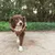 Chien à poil long portant un manteau marron, vu de face en extérieur sur un chemin de terre, fond de végétation verte.