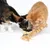 Deux chats jouent avec un jouet en forme de poisson muni de plumes sur fond blanc. Jouet visible au centre, chats tigré roux et tricolore à gauche.