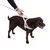 Brauner Hund mit reflektierendem Geschirr und Leine, gehalten von einer Hand. Demonstration der Nutzung des Produkts.