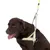 Brown dog wearing a reflective yellow and white harness with lead, suitable for walks and safety in the dark.