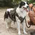 Hund mit olivgrünem Geschirr und Taschen, geeignet für Outdoor-Aktivitäten. Person hält die Leine des Hundes.